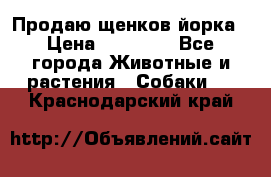 Продаю щенков йорка › Цена ­ 10 000 - Все города Животные и растения » Собаки   . Краснодарский край